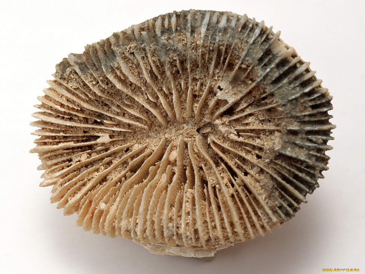 Шестилучевой коралл окаменелость